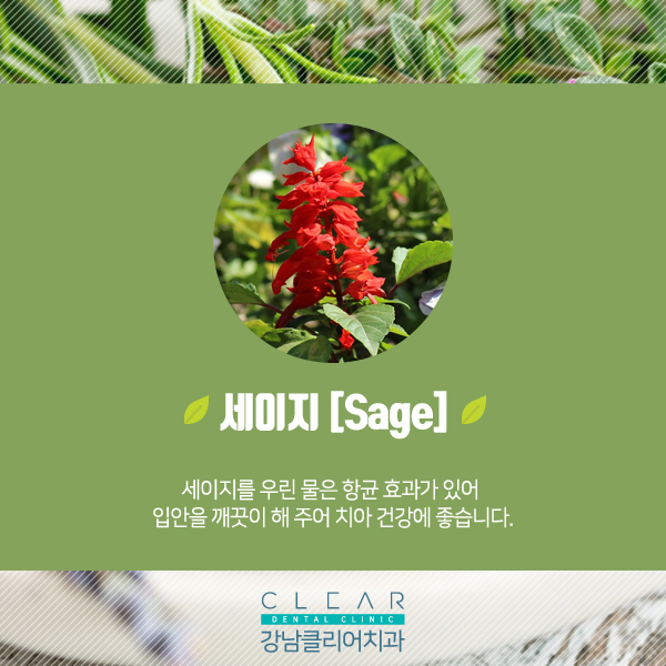 허브 효능과 치아건강 관련 이미지 3