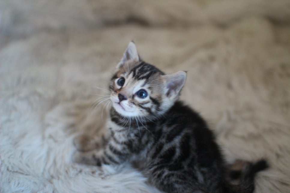 뱅갈고양이 분양 부티가 흘러요 흘러~ 관련 이미지 26