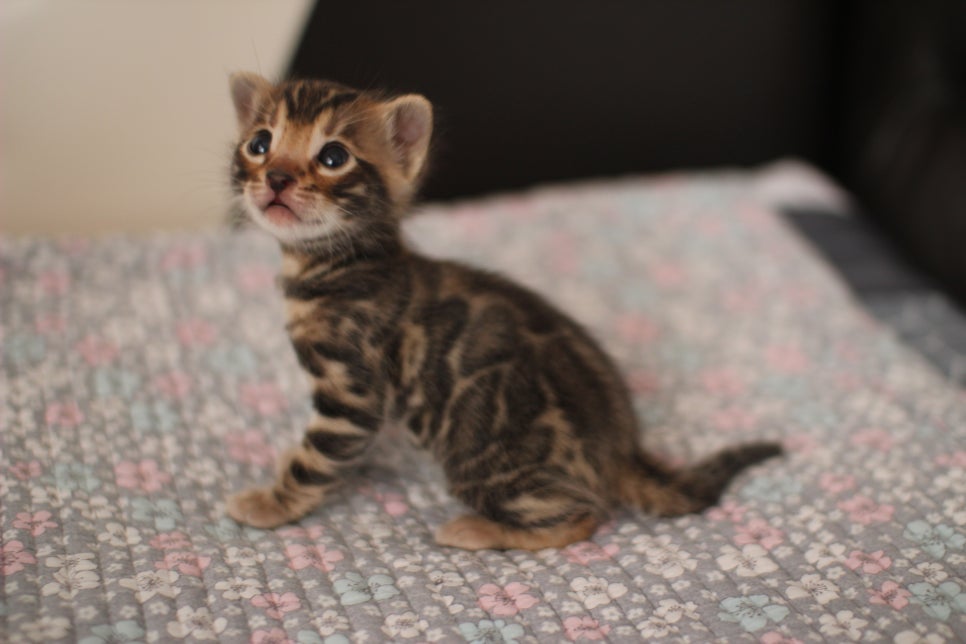 아기 뱅갈고양이 너무나 이쁜 아이~ 관련 이미지 5