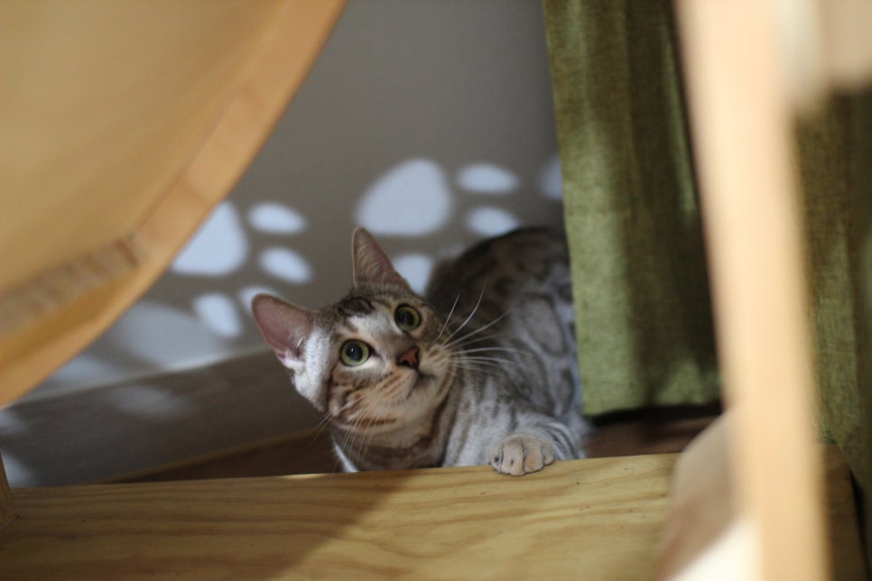 실버뱅갈고양이 성묘여아 완전 개냥이 분양해요^^ 관련 이미지 4