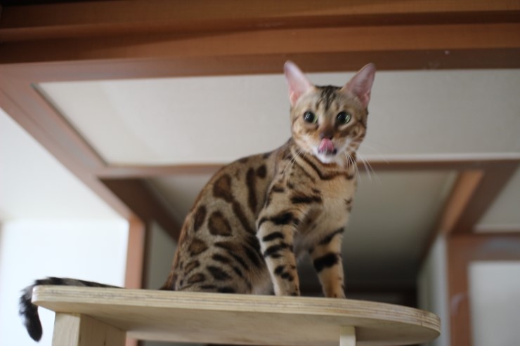 뱅갈고양이,뱅갈고양이 분양.아이들 오늘은 안방에서 놀아요~~~ 관련 이미지 2