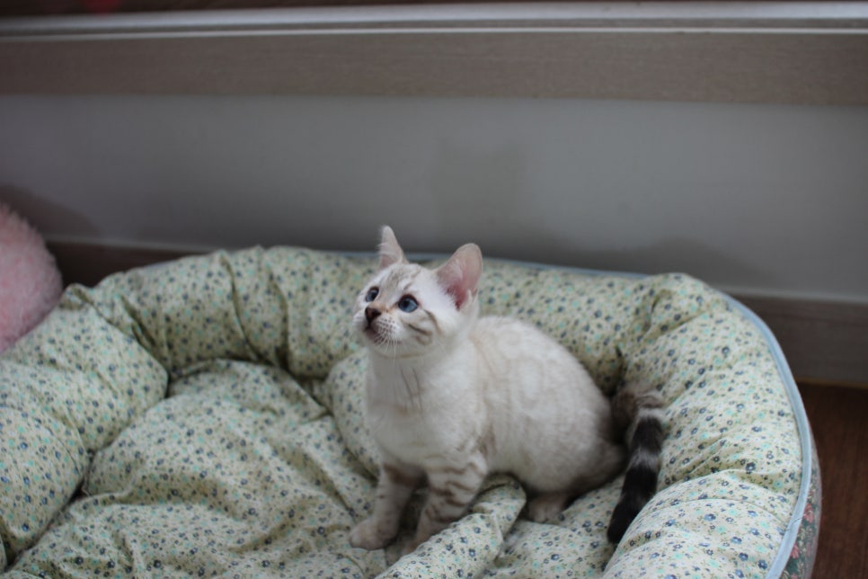 스노우뱅갈고양이 여아 분양해요~ 관련 이미지 3