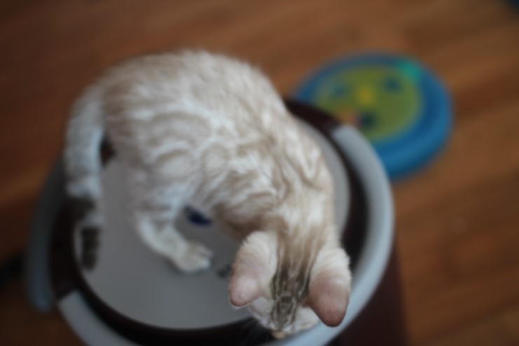 실밍크 뱅갈고양이 남아예요~ 관련 이미지 2