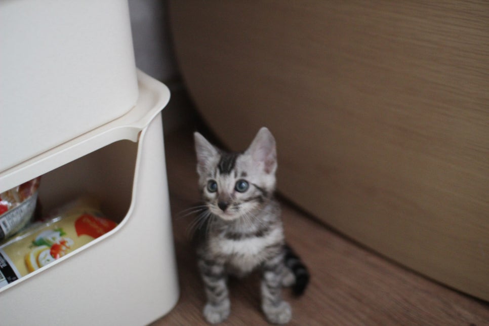 실버뱅갈고양이 남아 오늘 모습~ 관련 이미지 2