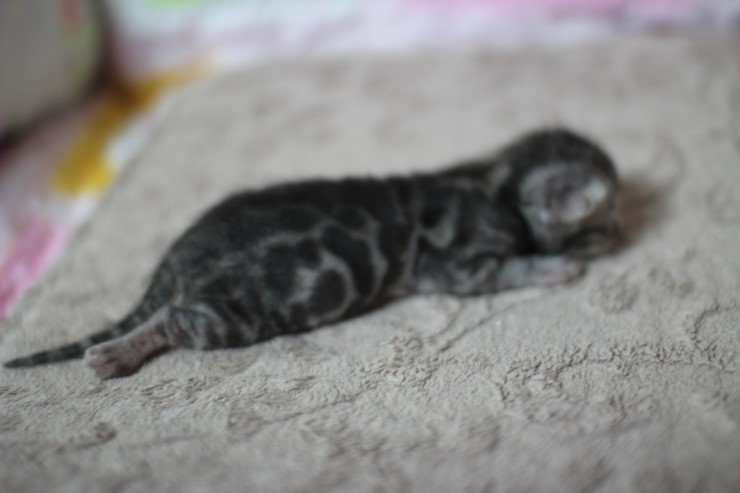 실버뱅갈고양이 꼬물이들 탄생 샤샤샷 관련 이미지 15