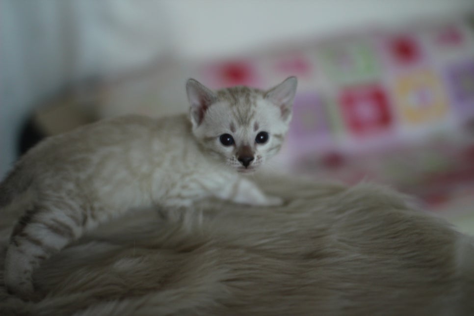 뱅갈고양이분양 멋진 빅로젯 아이들~ 관련 이미지 5