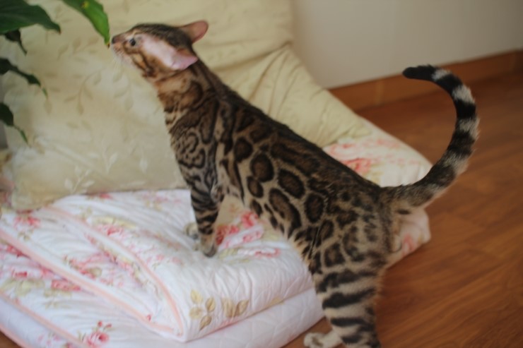 소유캐터리 뱅갈고양이 종묘 골든레인 입니다~ 관련 이미지 2