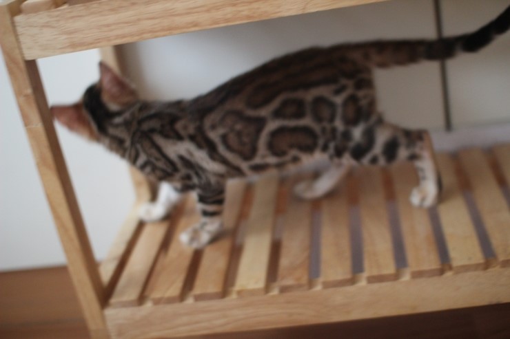 이쁘게 성장중인 뱅갈고양이 여아 중국이~ 관련 이미지 9