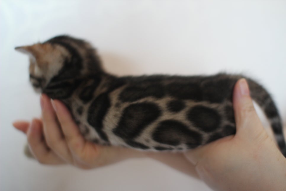 빅로젯 뱅갈고양이 삼형제예요~ 관련 이미지 4