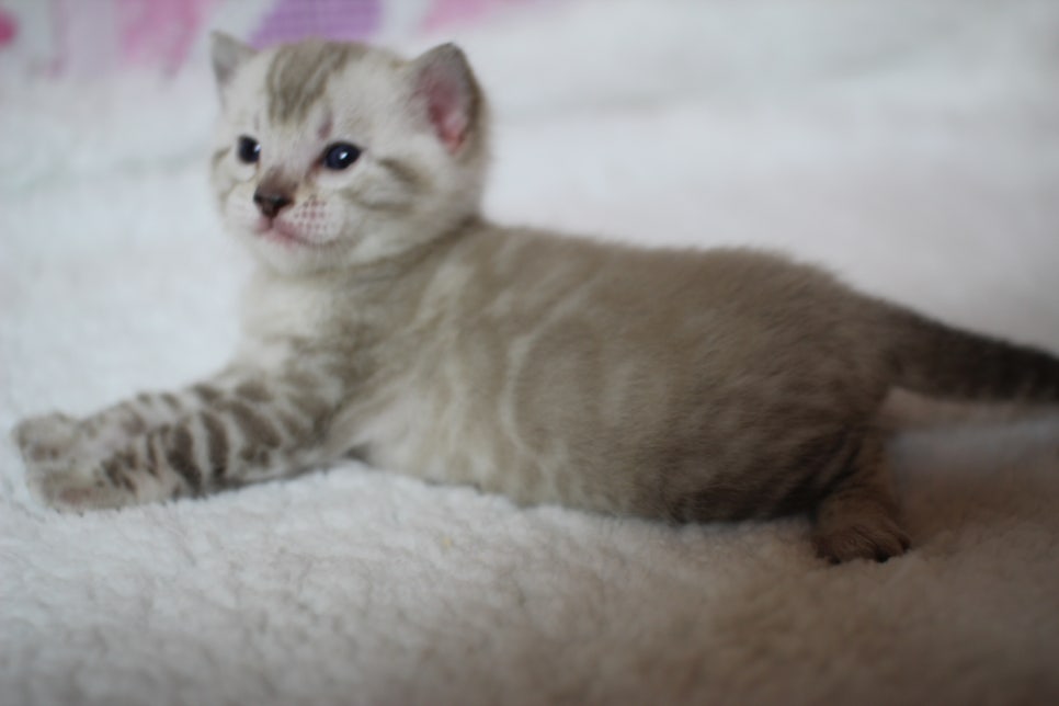 어메이징 스노우 뱅갈고양이 남아 많이 컸어요~ 관련 이미지 4