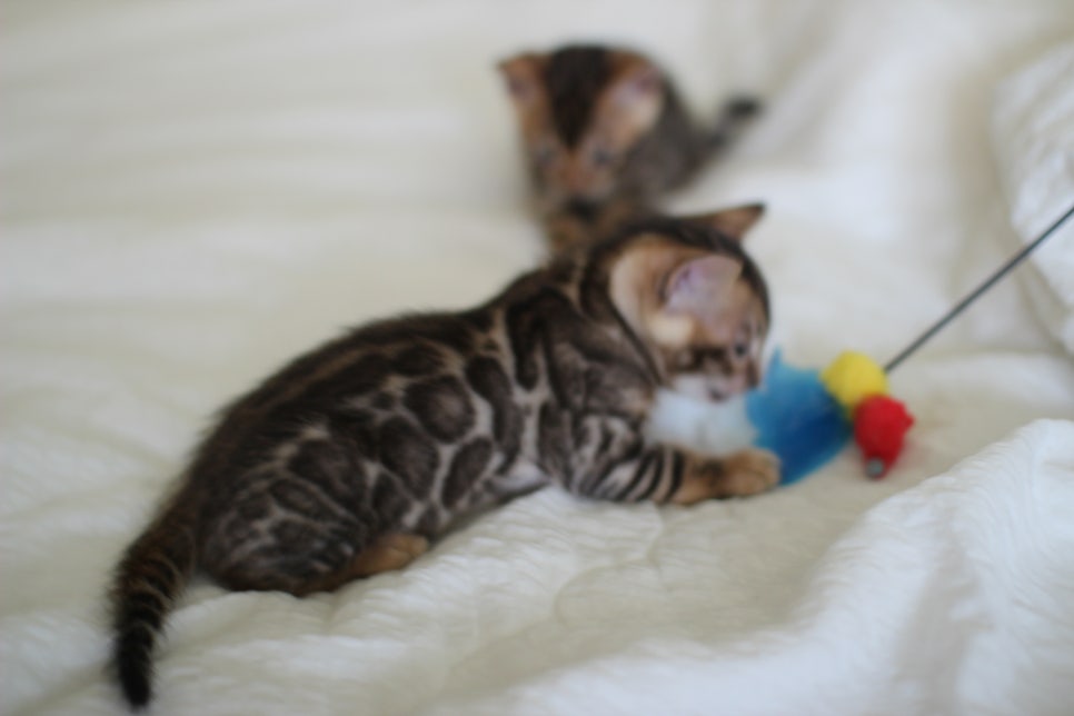 브라운 뱅갈고양이 남아2 분양합니다~ 관련 이미지 7