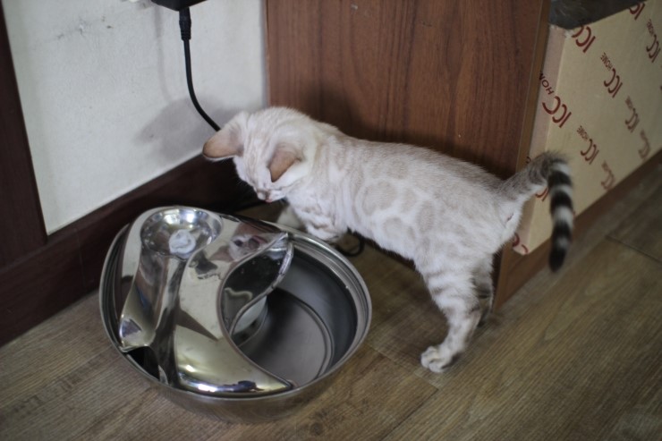 뱅갈고양이,스노우뱅갈고양이,뱅갈고양이분양 스노우 꼬맹이 재롱에 귀여워 죽겠어요 ㅎㅎㅎㅎㅎㅎ 관련 이미지 2