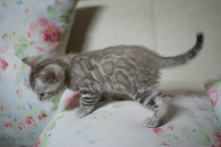 실밍크 스노우 뱅갈고양이 남아 꼬맹이예요 관련 이미지 4