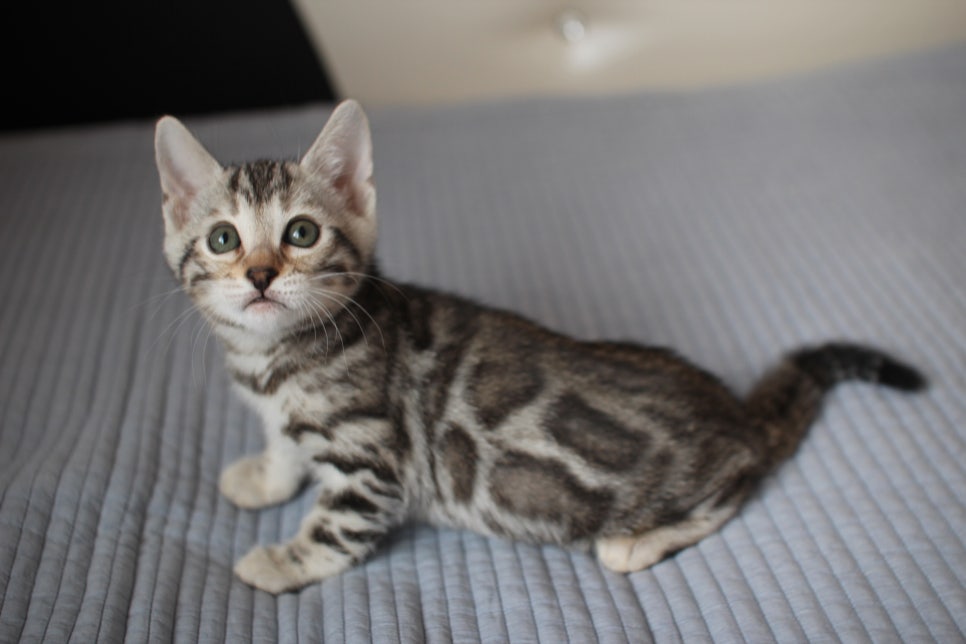 실밍크,브라운,실버뱅갈고양이 분양 합니다~ 관련 이미지 11