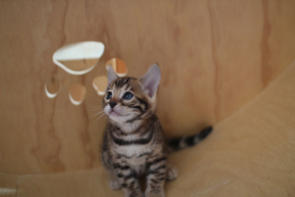 뱅갈고양이 여아들 캣휠 연습중~ 관련 이미지 2