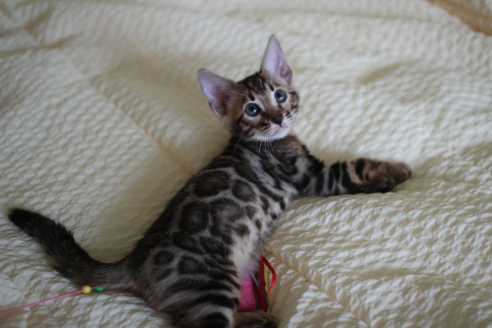 뱅갈고양이 막둥이 분양해요~ 관련 이미지 13