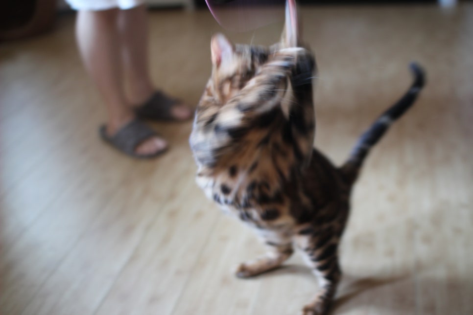 뱅갈고양이 블랙홀과 킹군 관련 이미지 8