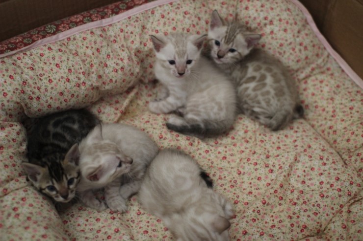 뱅갈고양이 5남매 단체샷 입니다~ 관련 이미지 6