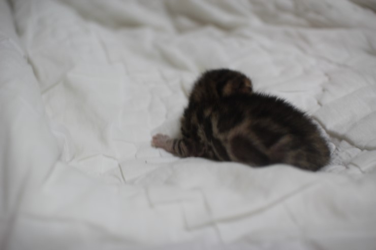 뱅갈고양이 예약된 여아예요~ 관련 이미지 3