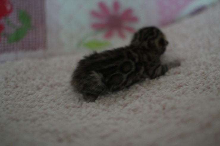 빅로젯 브라운 뱅갈고양이 꼬물이 여아예요 관련 이미지 5