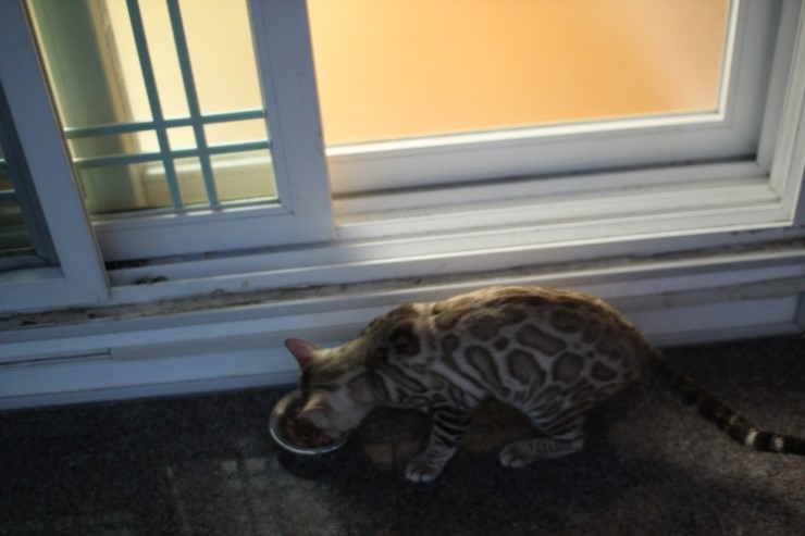 실밍크 뱅갈고양이 영웅군 ~ 관련 이미지 4