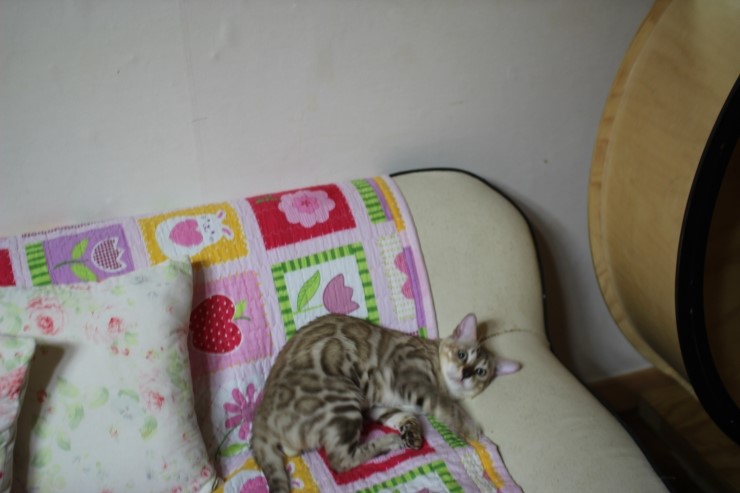 실밍크 뱅갈고양이 킹이예요~~ 관련 이미지 22