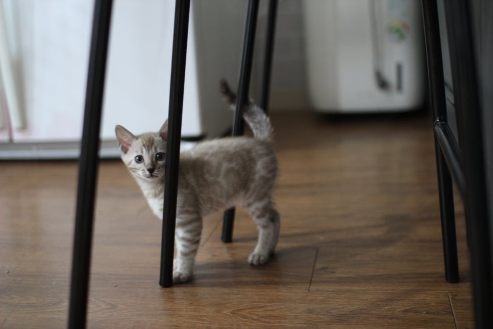 실밍크뱅갈고양이 남아 분양해요~~ 관련 이미지 7