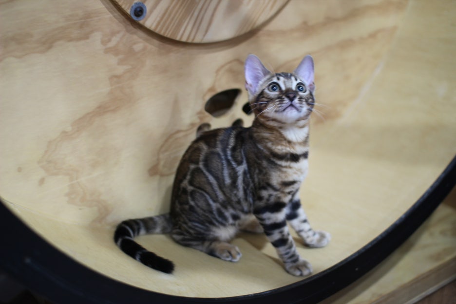 엄청난 개냥이 뱅갈고양이 여아 분양해요^^ 관련 이미지 8