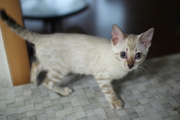 스노우 링스 키퍼 공주님~ 관련 이미지 1