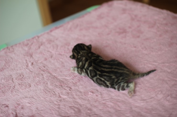 수출 진행중인 뱅갈고양이 여아예요~ 관련 이미지 2