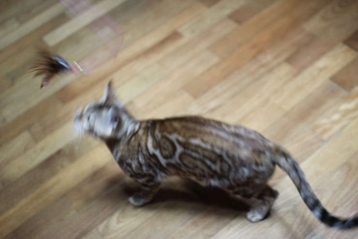 뱅갈고양이 스텔라 신났구나~~ 관련 이미지 6