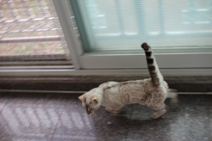 실링스 스노우 뱅갈고양이 링돌이 사진 및 동영상 입니다~ 관련 이미지 5