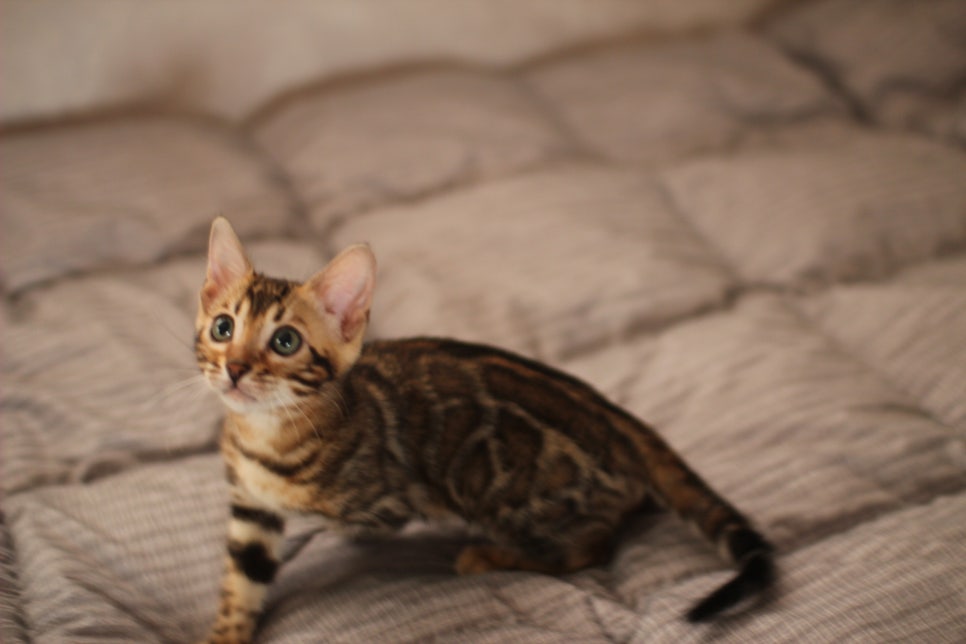 뱅갈고양이분양 장군이,아롱이, 탑식이~ 관련 이미지 9