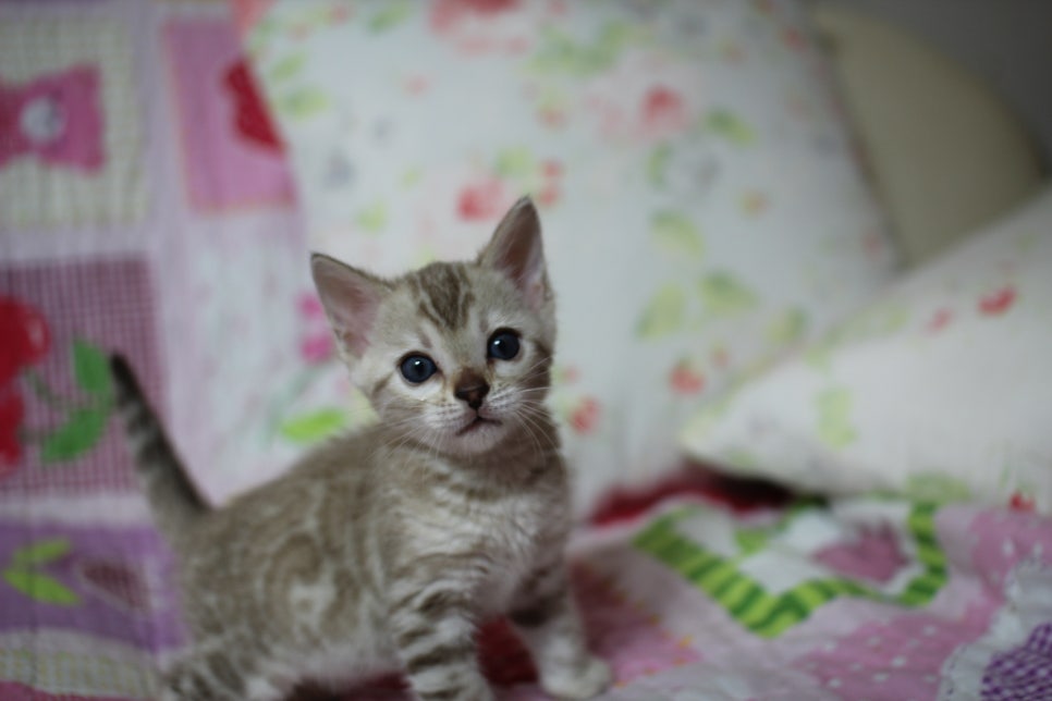 실밍크 뱅갈고양이 키퍼여아 입니다... 관련 이미지 1