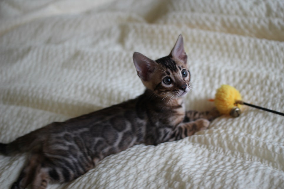 활발한 뱅갈고양이 남아3 분양해요~ 관련 이미지 3