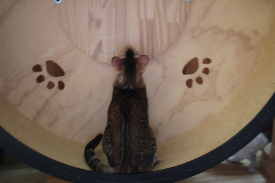 뱅갈고양이 남아 원탑군 완벽 적응후 한컷~ 관련 이미지 8