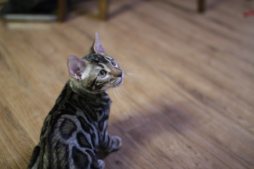 골골송 대마왕 브라운 뱅갈고양이 남아 분양해요~ 관련 이미지 3