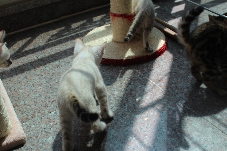 뱅갈고양이 꼬맹이들 일광욕 시간~ 관련 이미지 7