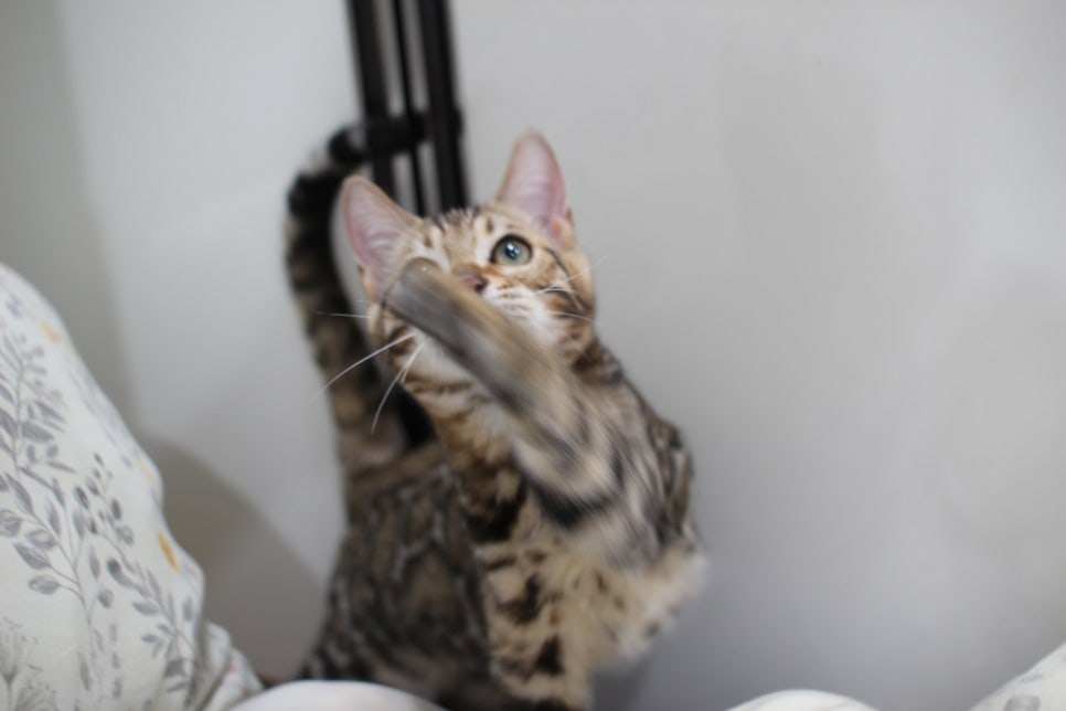 포동포동 귀염둥이 뱅갈고양이 남아예요~ 관련 이미지 1