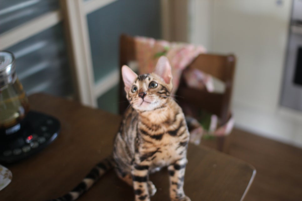 뱅갈고양이분양 진정한 개냥이란 관련 이미지 6