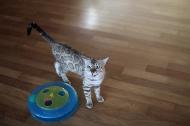 실밍크 뱅갈고양이 영웅이 잘 생겼네~ 관련 이미지 1