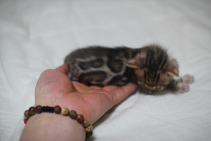 뱅갈고양이 예약된 여아들 입니다. 관련 이미지 7