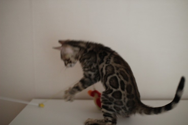 뱅갈고양이 남아 동글이 분양해요~^^ 관련 이미지 4