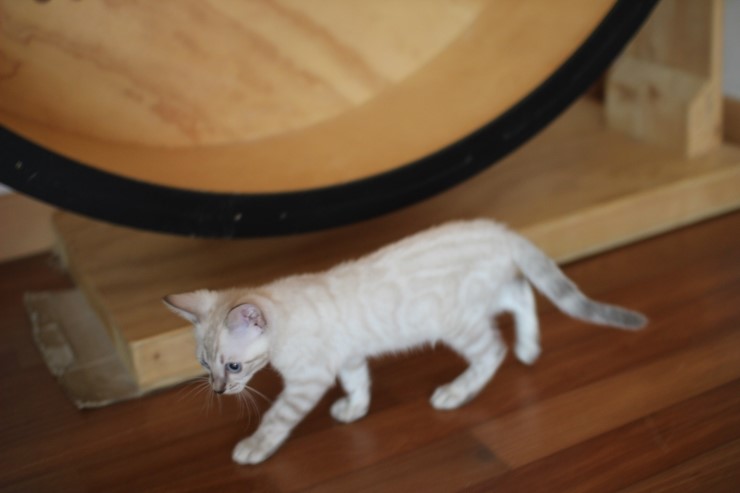 스노우뱅갈고양이 꼬맹이 깡패~ 관련 이미지 4