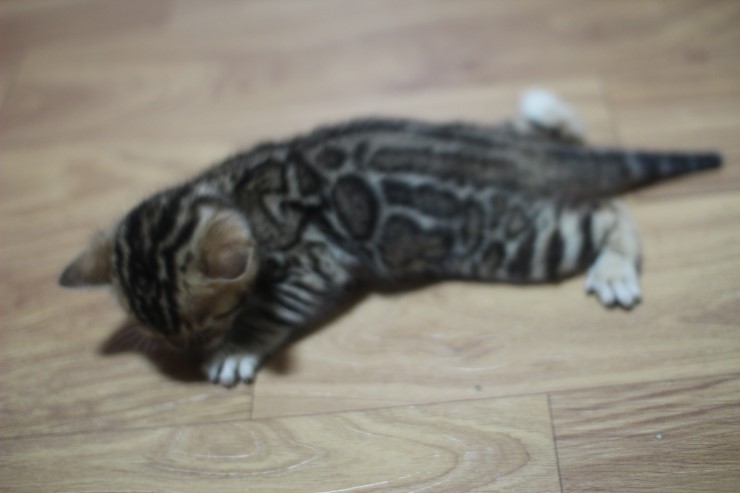 뱅갈고양이 꼬맹이 남아,여아예요~ 관련 이미지 5
