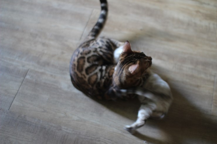 뱅갈고양이 링컨이와 초아의 한판~~~ 관련 이미지 3