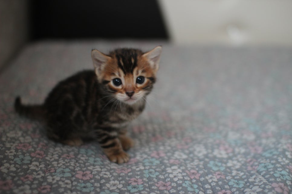 뱅갈고양이분양 동화속에 나오는 아이들! 관련 이미지 23