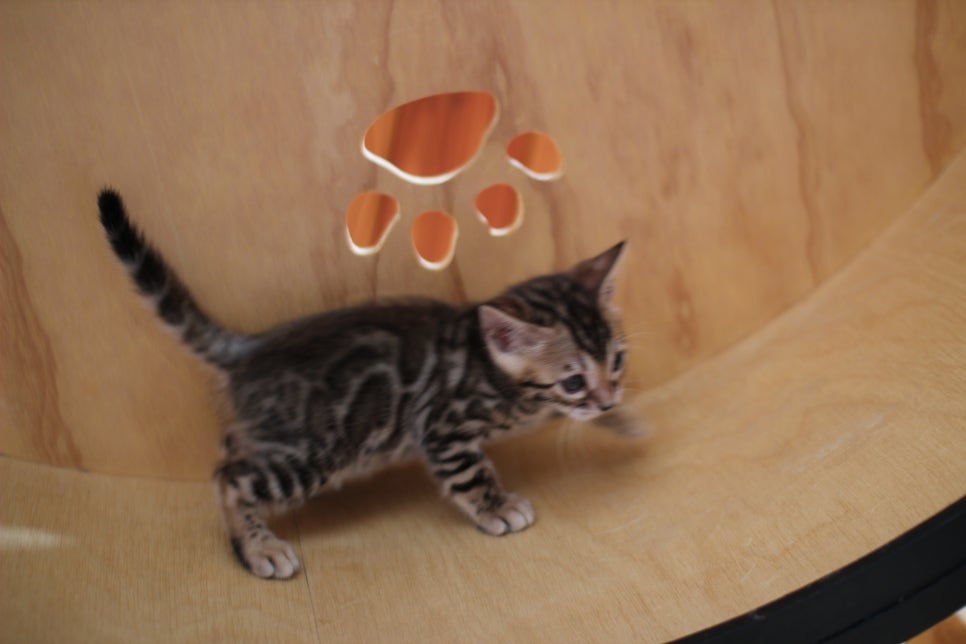 뱅갈고양이 여아들 캣휠 연습중~ 관련 이미지 18