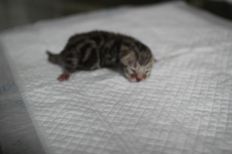 실밍크 뱅갈고양이 영웅이 첫자묘 태어났습니다~ 관련 이미지 2