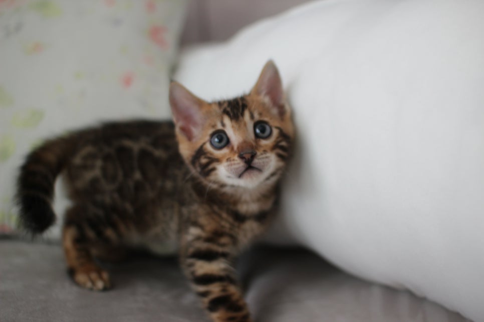 브라운뱅갈고양이 남아 분양해요~ 관련 이미지 5